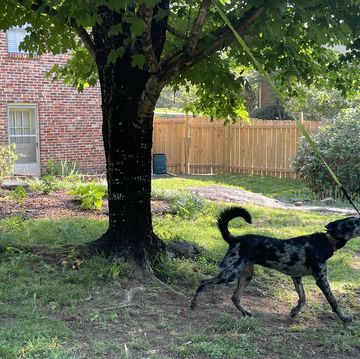 dog playing with tree tugger toy