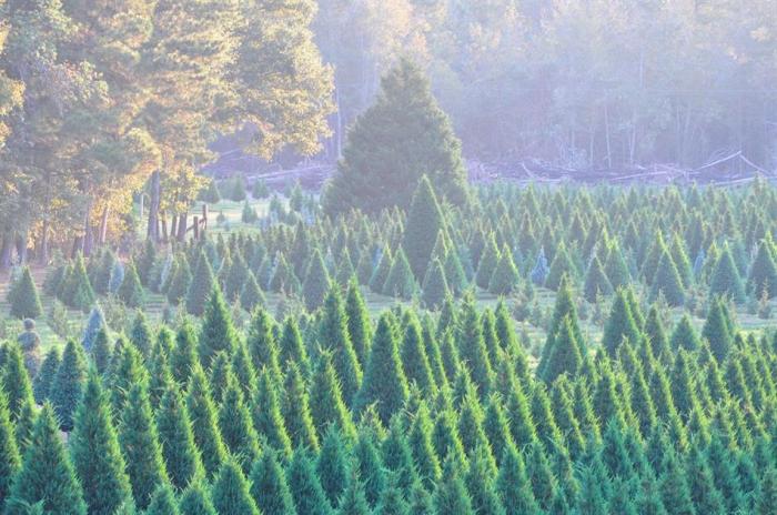 50 Best Christmas Tree Farms in America