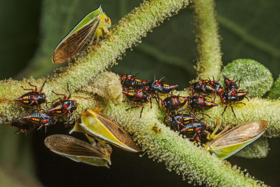 Moeders van de bochelcicade Alchisme tridentata zijn zeer zorgzaam Ze waken over hun kroost tot ze oud genoeg zijn om uit te vliegen De nimfen hebben stekels en rode en gele kleuraccenten vermoedelijk om te waarschuwen dat ze oneetbaar zijn