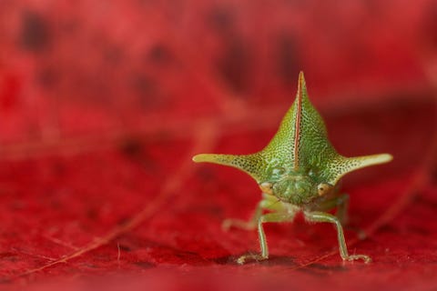 Deze alchisme grossa heeft doornachtige uitsteeksels om mogelijke vijanden mee af te schrikken Dit verwarde insect ging op een rood blaadje zitten nadat hij wegvloog bij fotograaf Javier Aznar Gonzlez de Rueda Meestal gaan zijn soortgenoten op gebladerte zitten dat hun eigen kleur heeft Ze zien er niet zo smakelijk uit maar als je zo opvalt is dat vragen om moeilijkhedenUit Bladspringers de minikunstwerkjes van het regenwoud maart 2019