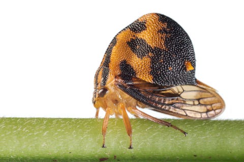 Anchistrotus blijft leven na verlies van zijn helm