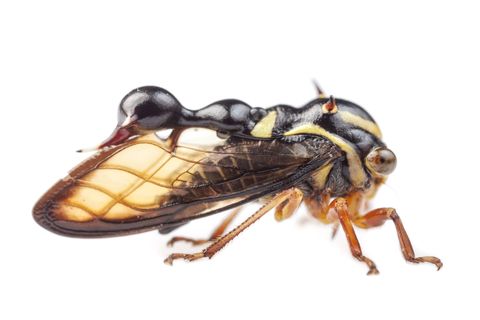 Bochelcicaden van het geslacht Heteronotus spelen voor mier of wesp