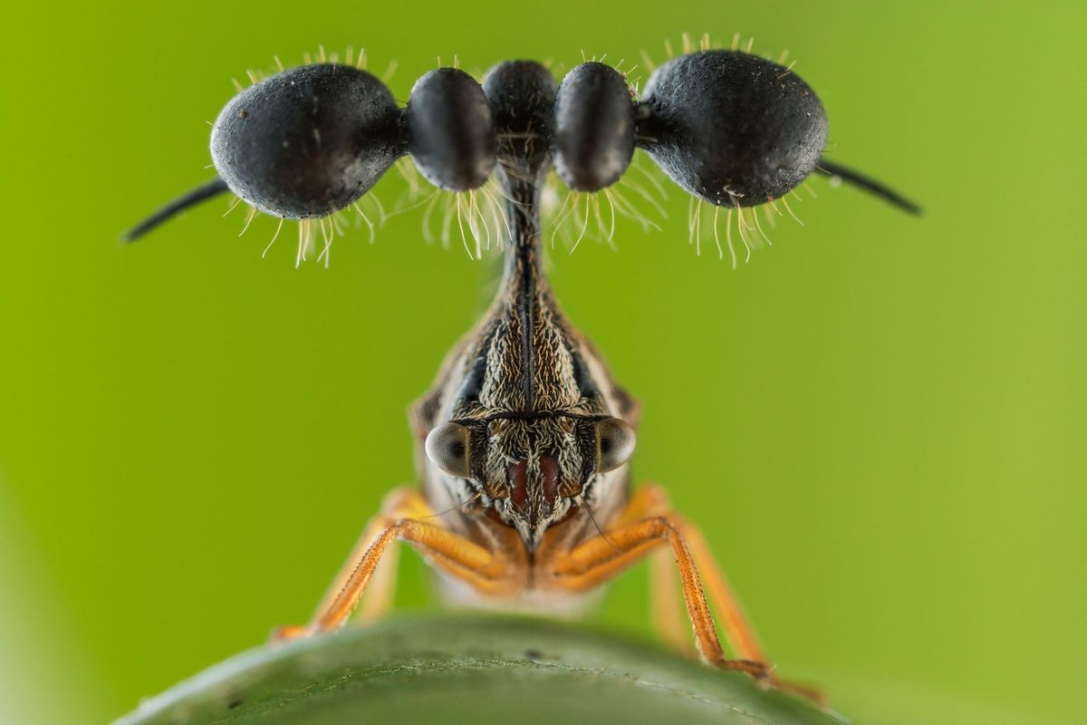 De ronde bollen waarmee een bochelcicade Bocydium sp is getooid lijken op een insectendodende zwam