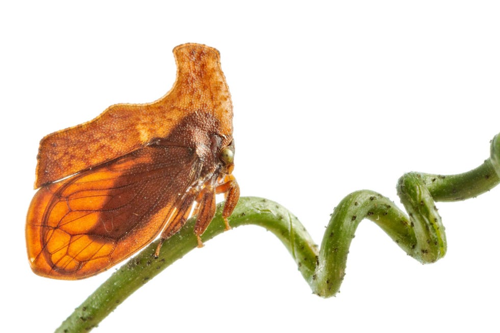 Bochelcicaden kunnen vele vermommingen aannemen om er maar niet uit te zien als een smakelijk hapje Stegaspis fronditia lijkt op een puntig blad