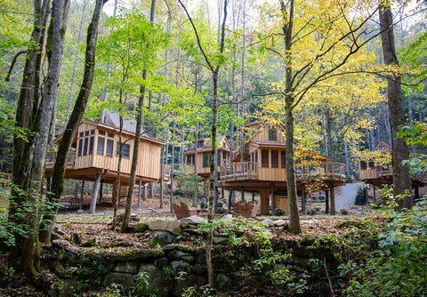 treehouse grove