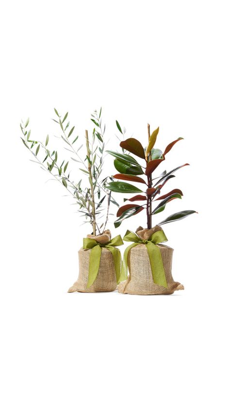 Flowerpot, Flower, Plant, Green, Houseplant, Leaf, Branch, Twig, Bamboo, Plant stem, 