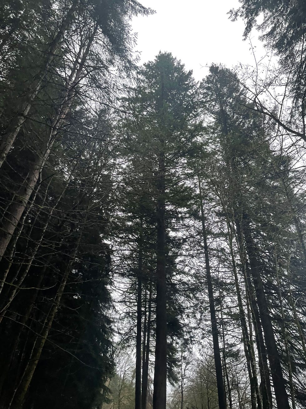 tall trees reaching towards a gray sky in a dense forest