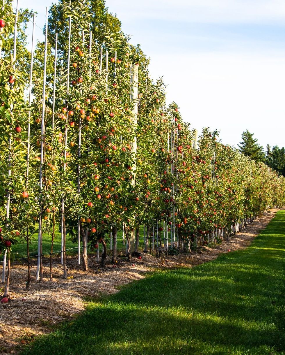 privacy fence trellis idea featuring a long row of espaliered apple trees