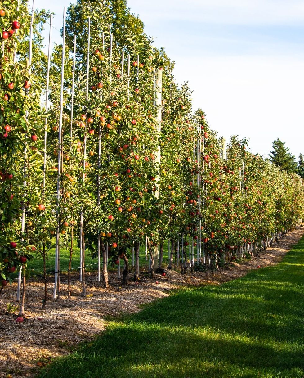 privacy fence trellis idea featuring a long row of espaliered apple trees