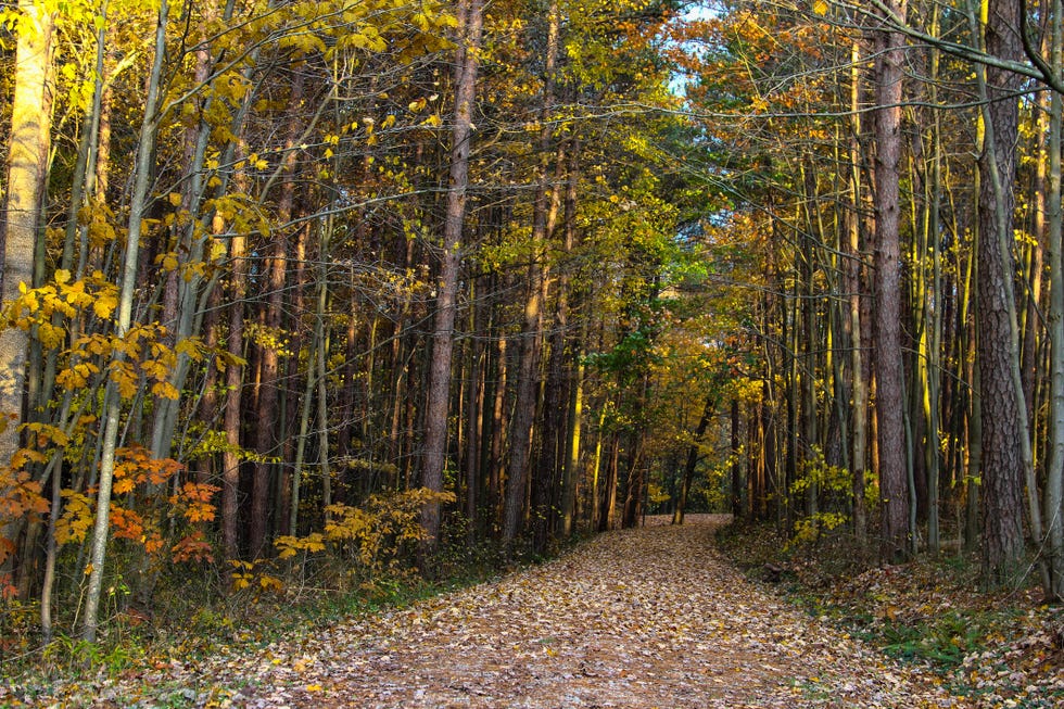 trees in forest during autumn,hocking hills state park,united states,usa