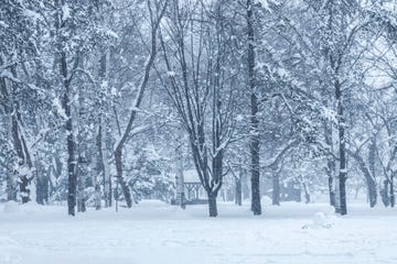 trees on snow covered landscape in heavy snow day, sapporo, hokkaido, japan