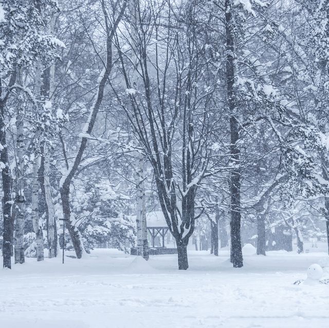 https://hips.hearstapps.com/hmg-prod/images/trees-on-snow-covered-landscape-in-heavy-snow-day-royalty-free-image-1634585533.jpg?crop=0.668xw:1.00xh;0.167xw,0&resize=640:*