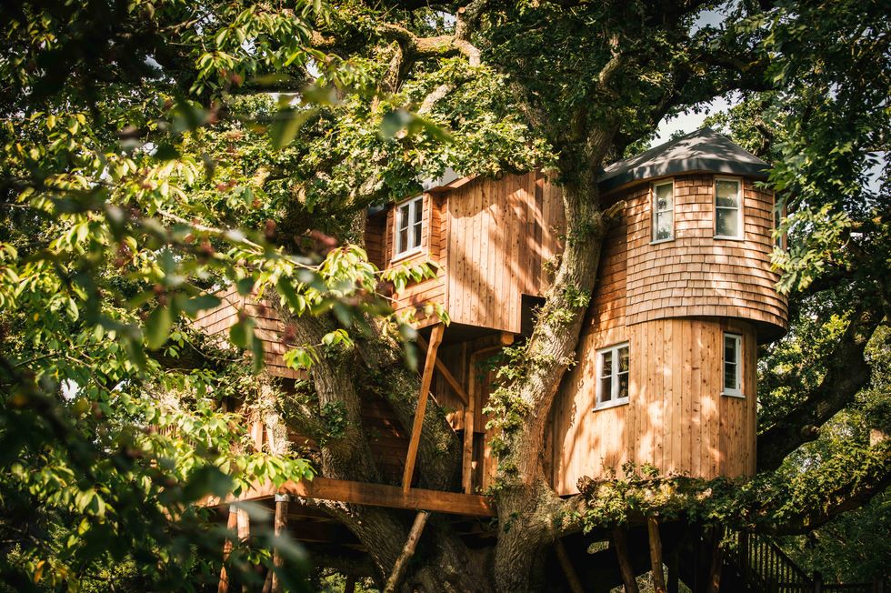 Treetops Treehouse - Devon - house - Canopy & Stars