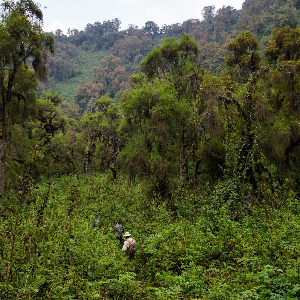 trekking to see mountain gorillas in volcanoes national park rwanda