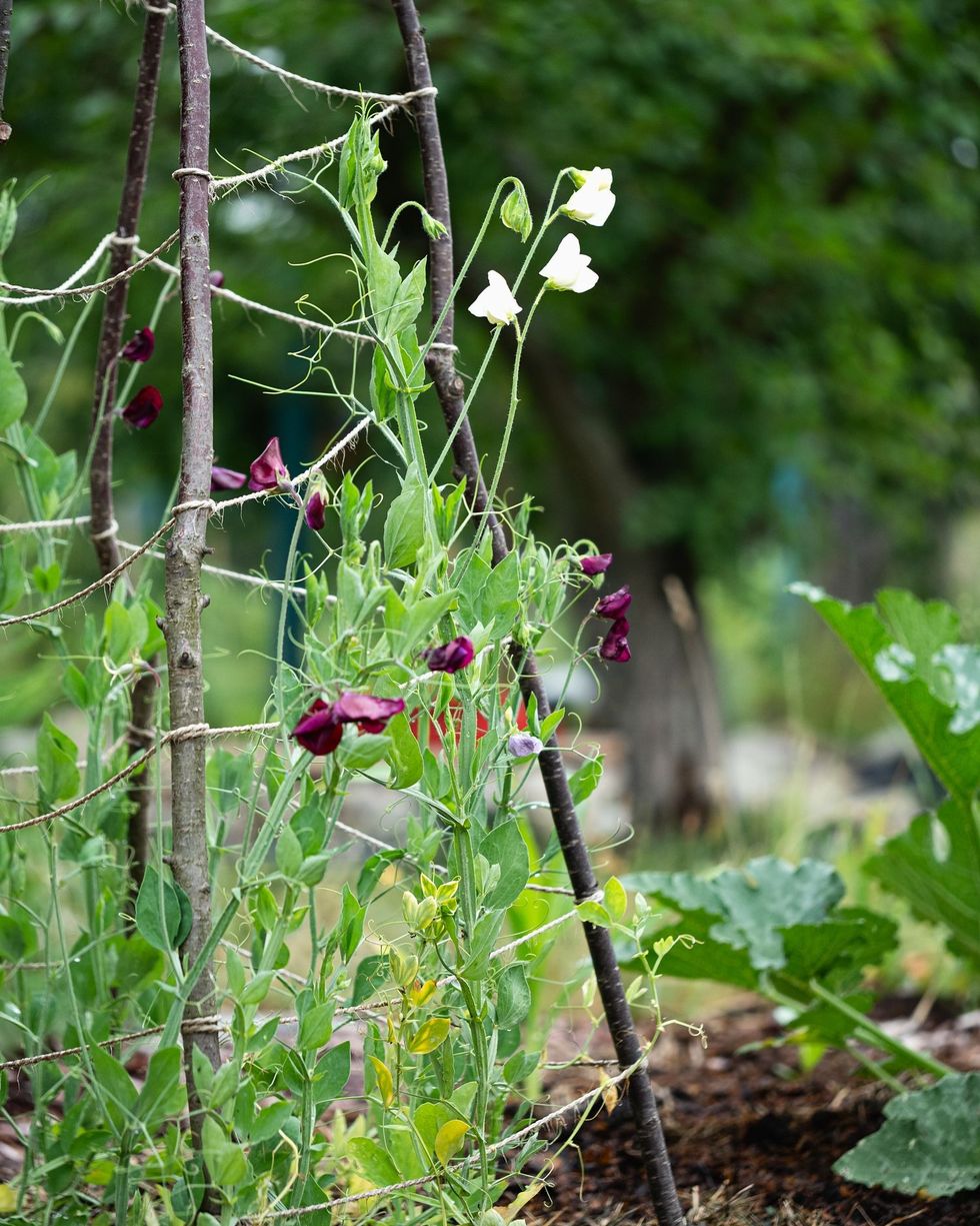 Best Easy DIY Trellis Ideas for a Super Productive Garden - A