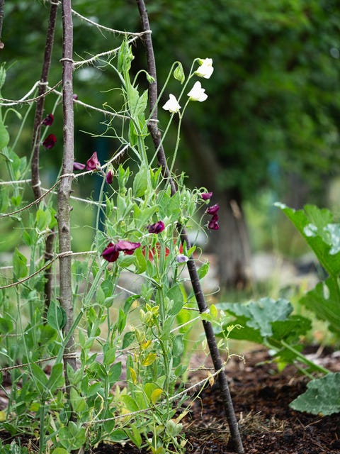 las mejores ideas para decorar con vallas tu jardín