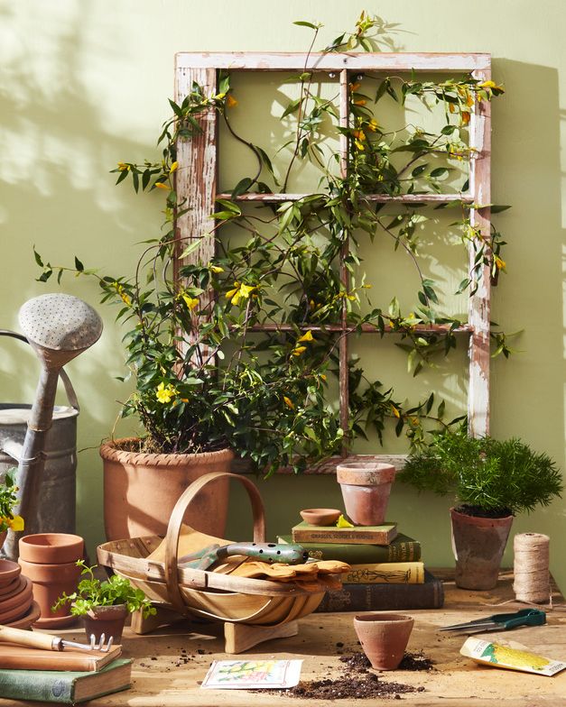 flowering potted jasmine growing up a salvaged window trellis, displayed on rustic table with pots, watering can, garden tools