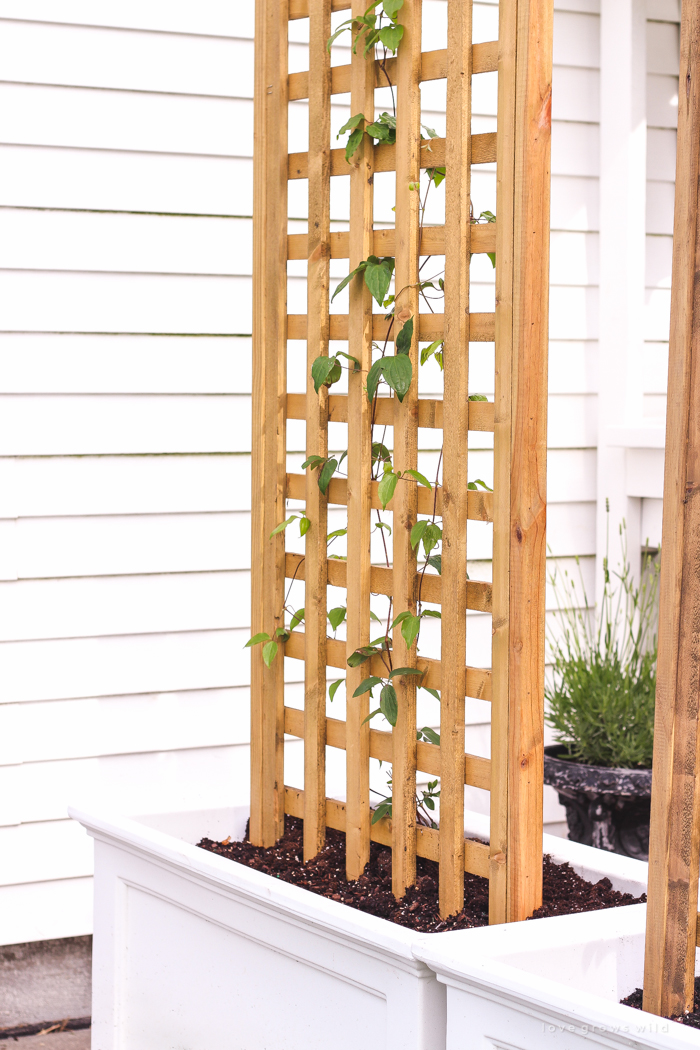 trellis ideas trellis planter