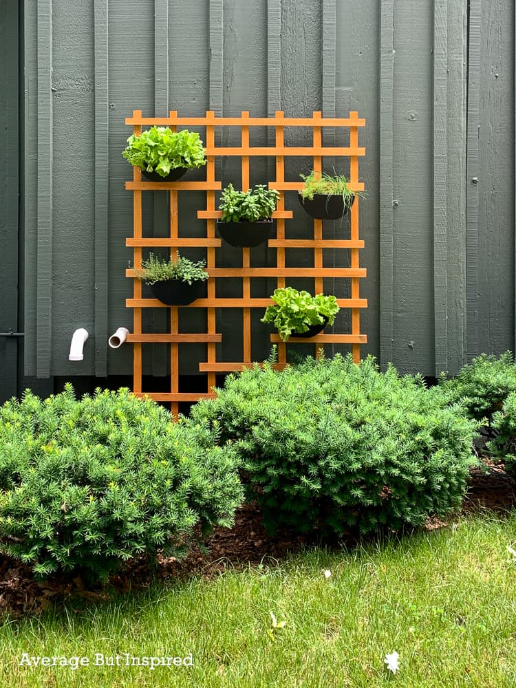 15 Best Trellis Ideas for a Climbing Garden