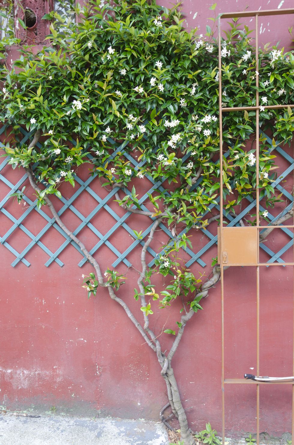 A trellis with star jasmine flowers (trachelospermum jasminoides) growing on the outside wall