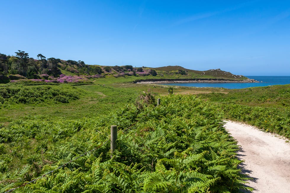 a sandy trail in tresco, surrounded by lush green plants, blue skies and a beach in the distance