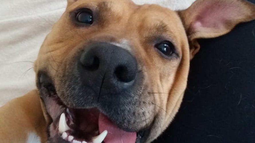 Battersea Dogs & Cats Home dog for adoption