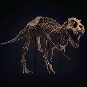 stan the t rex skeleton