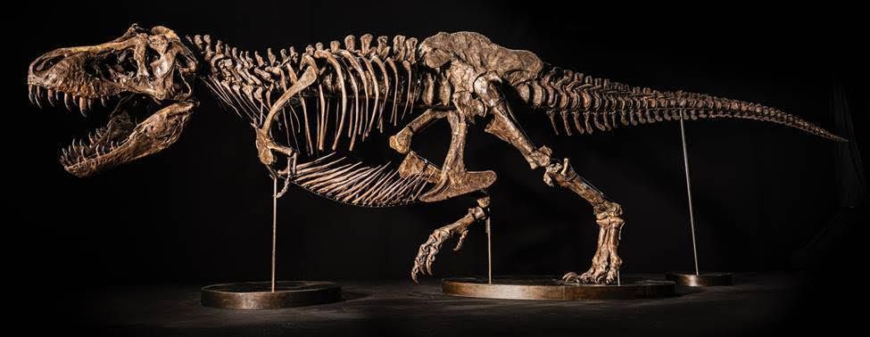 Trastornado codicioso Guerrero Now's Your Chance to Buy a Real Tyrannosaurus Rex Skeleton