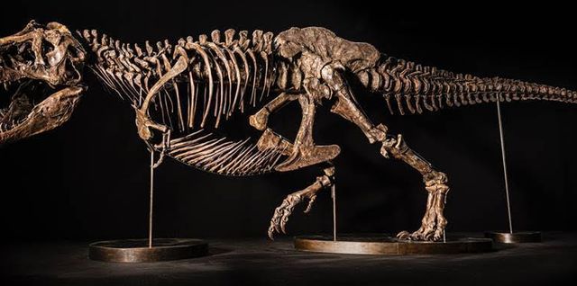 Now's Your Chance to Buy a Real Tyrannosaurus Rex Skeleton