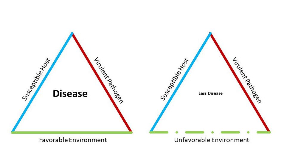 What is the Epidemiologic Triangle?