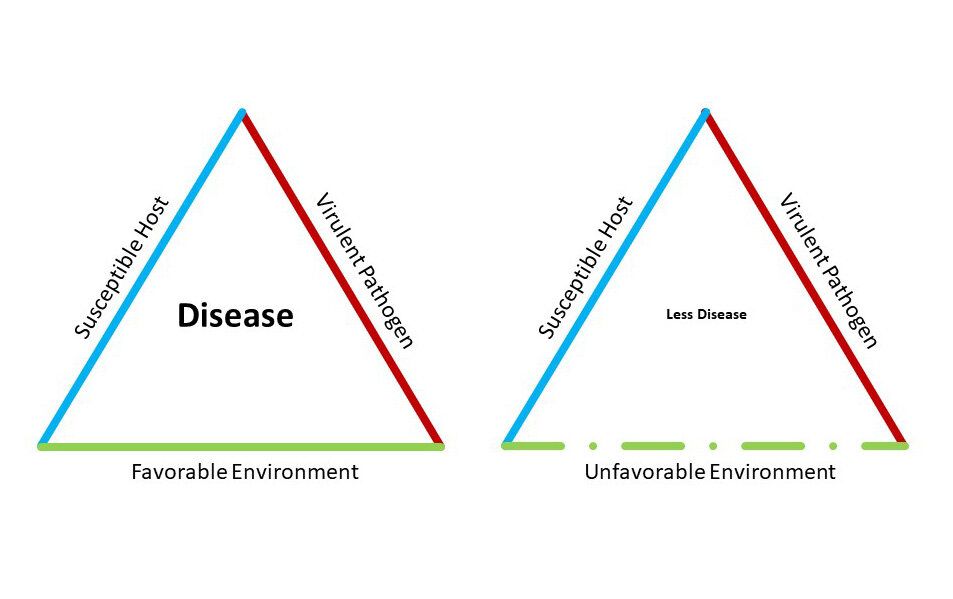 the “disease triangle” shows how an epidemic arises from the interaction of a susceptible host, a virulent pathogen and a hospitable environment
