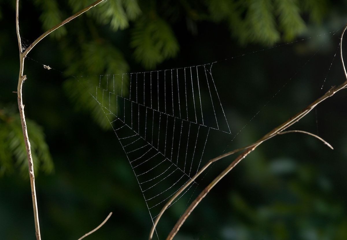 Een wielwebkaardespin uit het geslacht Hyptiotes wacht totdat een prooidier in zijn pas geweven spinnenweb vliegt