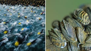 participantes en un triatlón y un grupo de mejillones de cebra