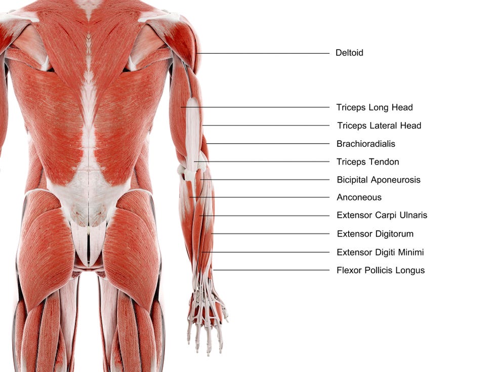 Chest And Tricep Workout: 7 Best Moves For Huge Gains