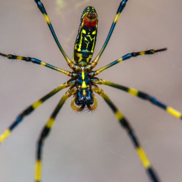 trichonephila clavata joro spider in the green background