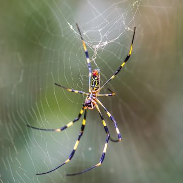 joro spider on the spider web