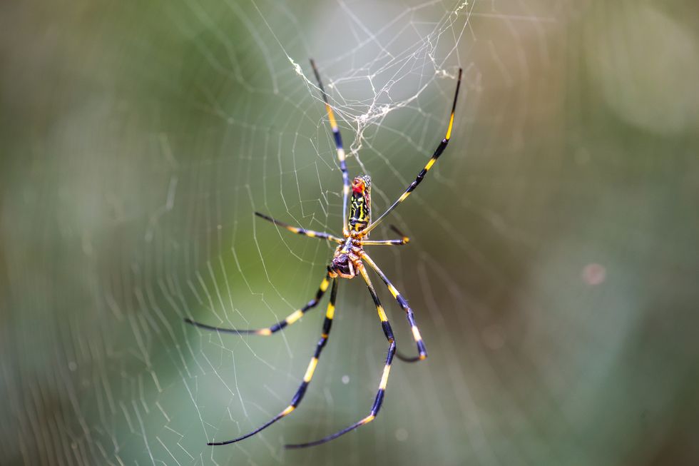 trichonephila clavata joro spider on the spider web