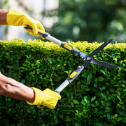 trimming hedges to get rid of ticks