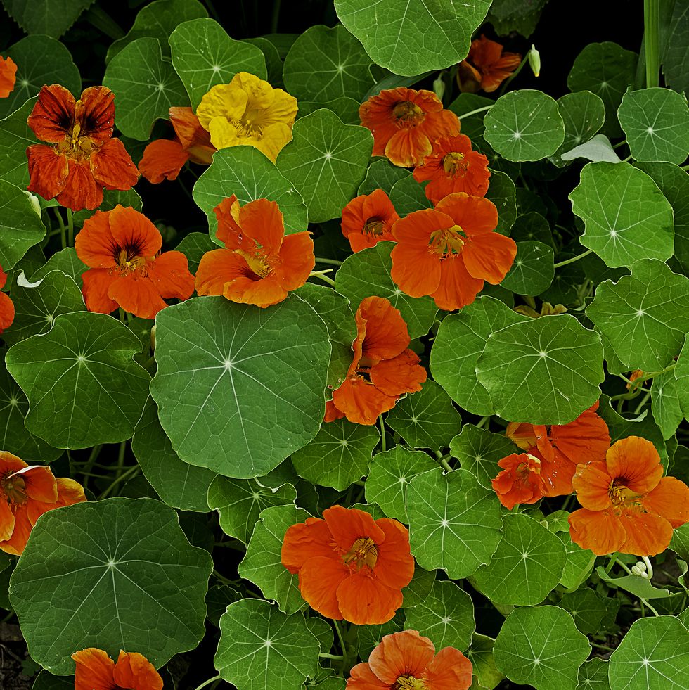 tropaeolum (nasturtium)