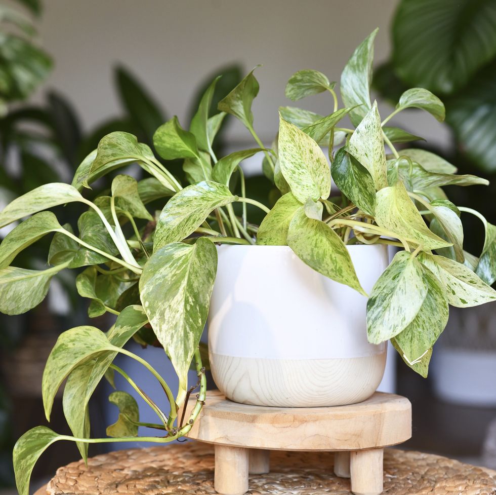 tropical 'epipremnum aureum marble queen' pothos houseplant with white variegation in flower pot on table