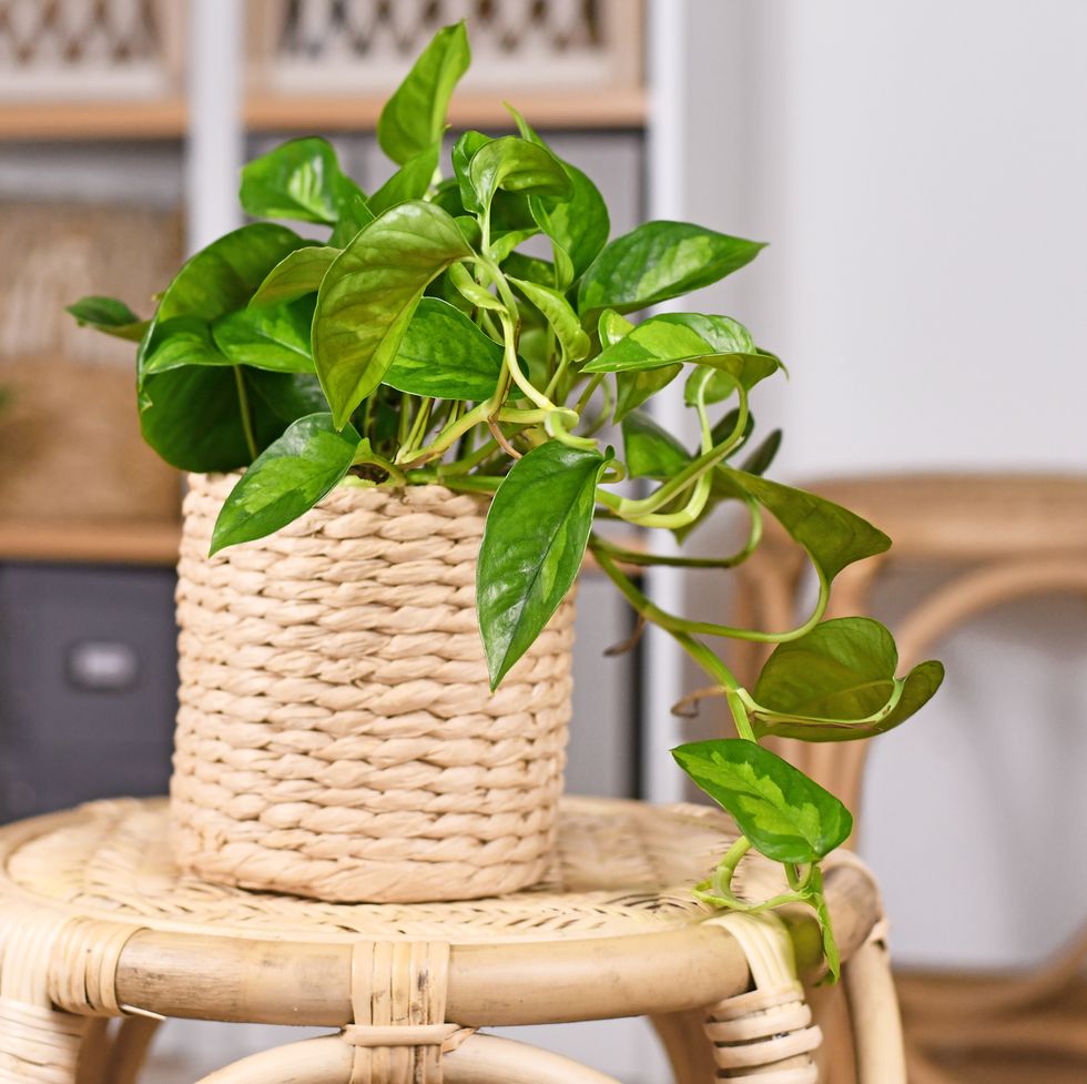 The 17 Best Fake Houseplants of 2024