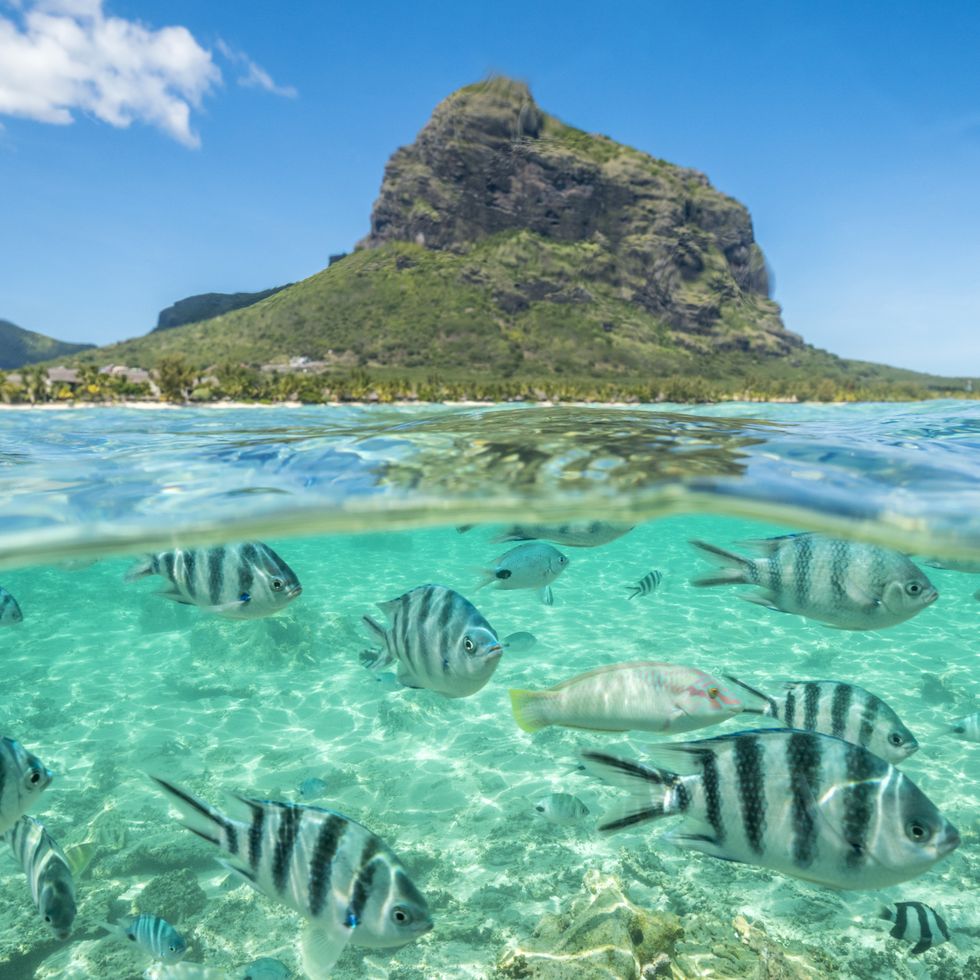tropical fish under waves on coral reef, indian ocean, mauritius