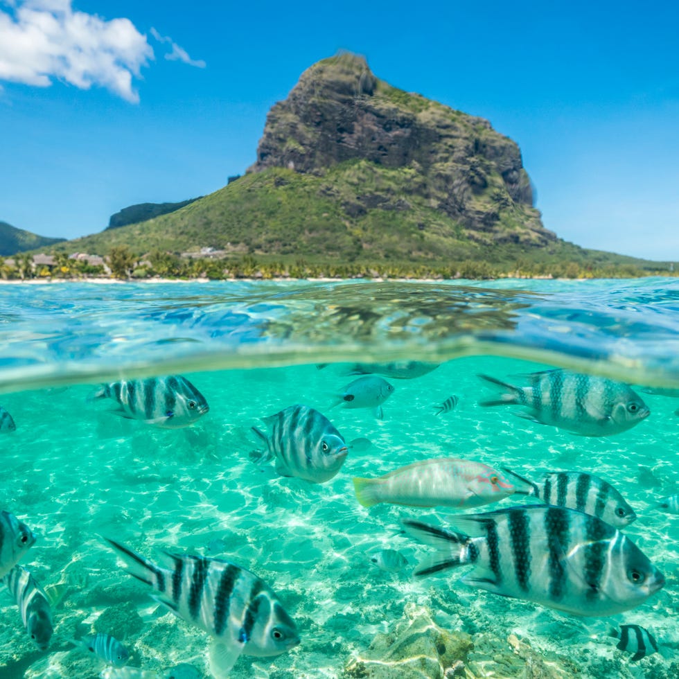 Tropical fish under waves on coral reef, Indian Ocean, Mauritius tropical fish under waves on coral reef, indian ocean, mauritius