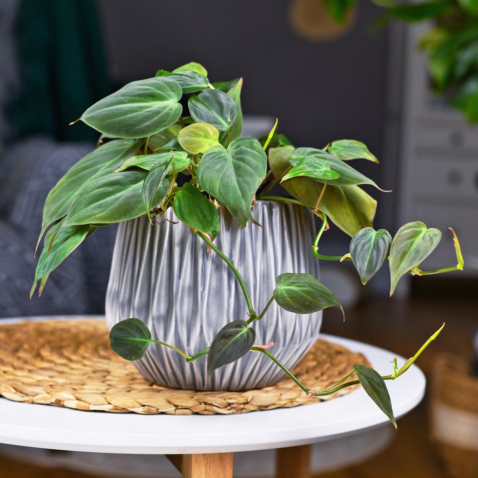 Tropical 'Philodendron hederaceum micans' houseplant in gray flowerpot on table
