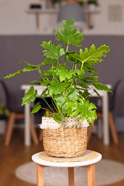 tropical 'philodendron selloum' houseplant in basket flower pot