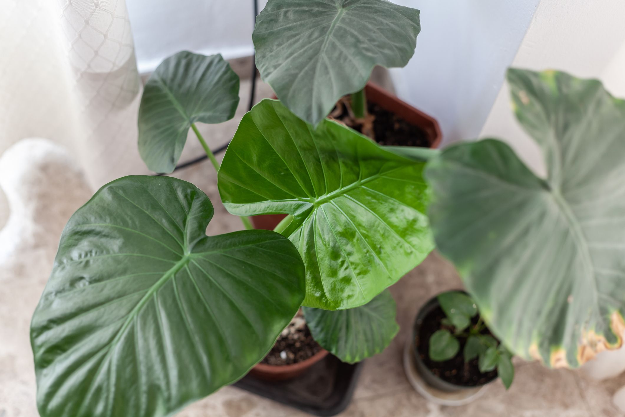 These 12 Big Leaf Plants Will Instantly Fill Your Home with Personality