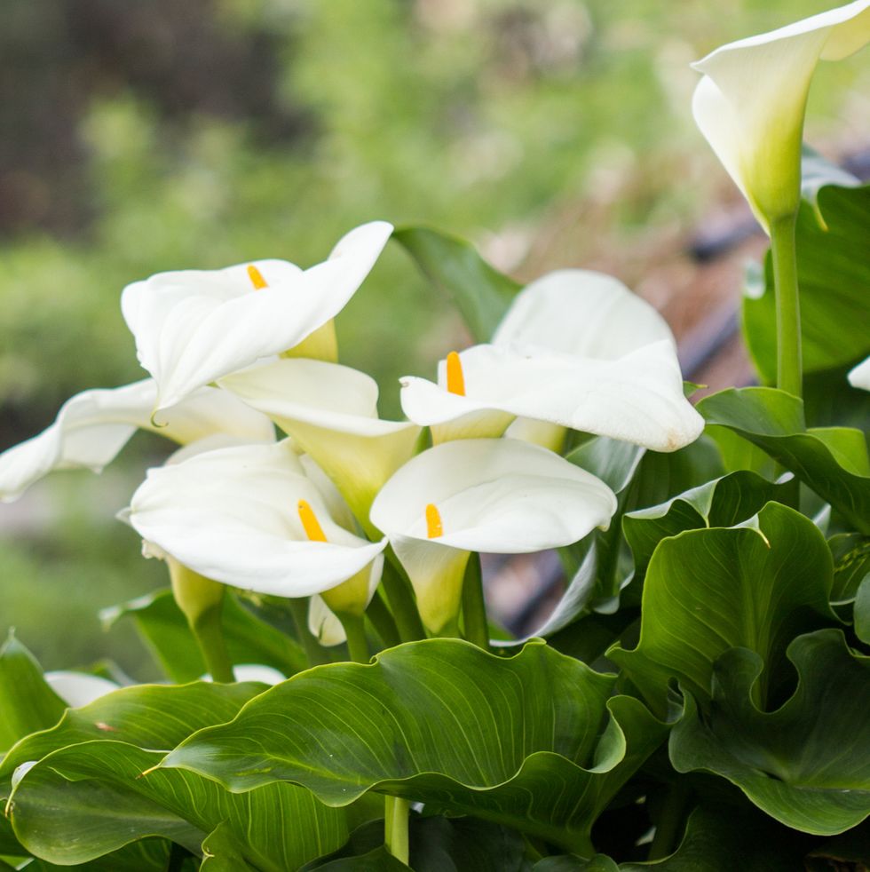 tropical plants  alum lily, zantedeschia