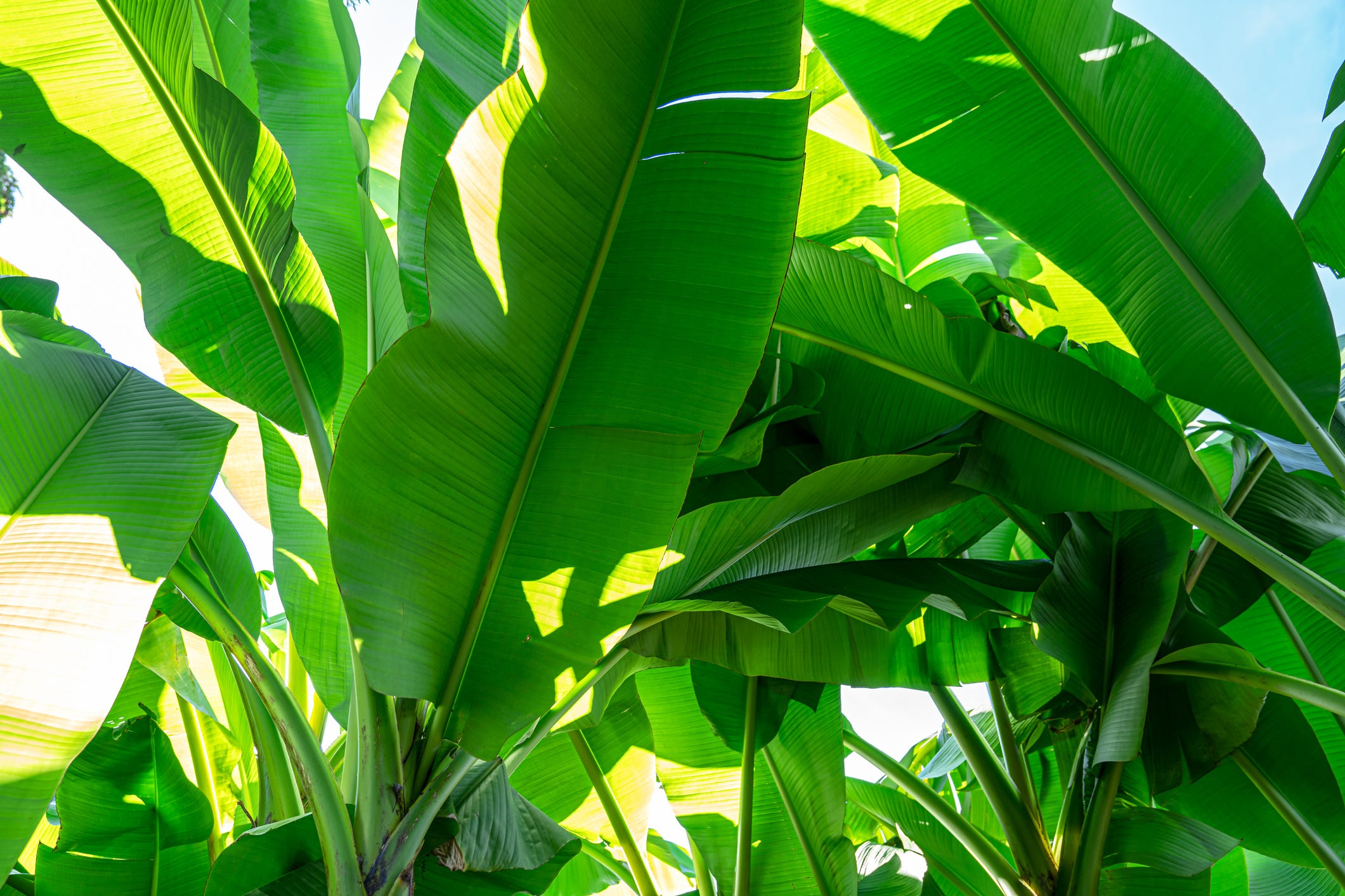 22 Tropical Plants - Best Plants For A Tropical Garden, UK