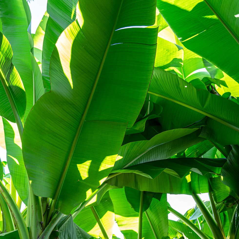 tropical plants, banana palm tree