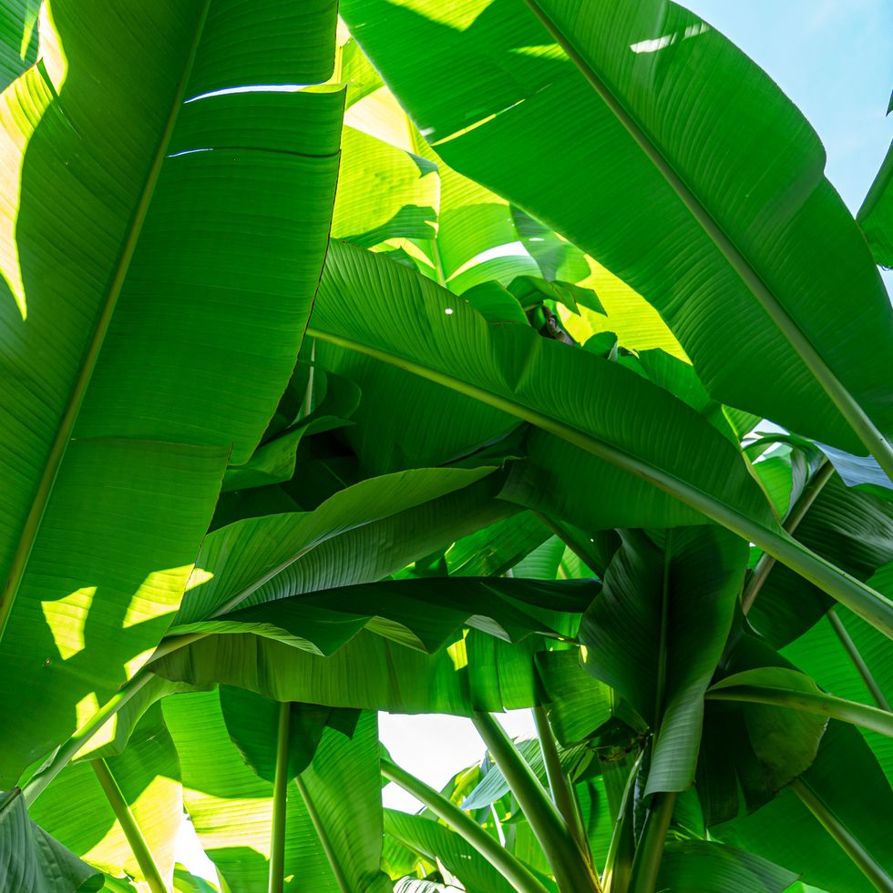 tropical plants, banana palm tree